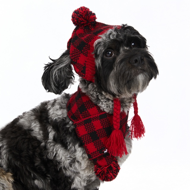 Hotel Doggy | Thread Collective | THREAD COLLECTIVE, global leader in the clothing, apparel and fashion industry, designing, manufactures, markets, owned and licensed products