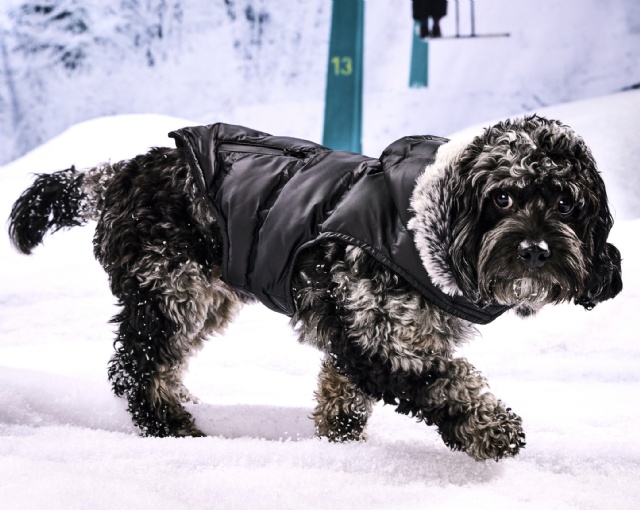 Hotel Doggy | Thread Collective | THREAD COLLECTIVE, global leader in the clothing, apparel and fashion industry, designing, manufactures, markets, owned and licensed products